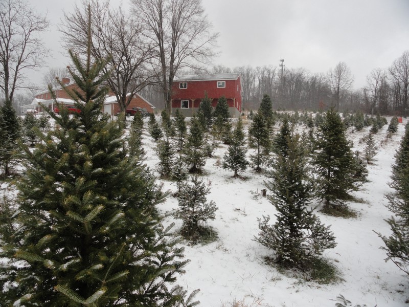 nutbrown s christmas tree farm tradition continues nutbrown s christmas tree farm tradition continues