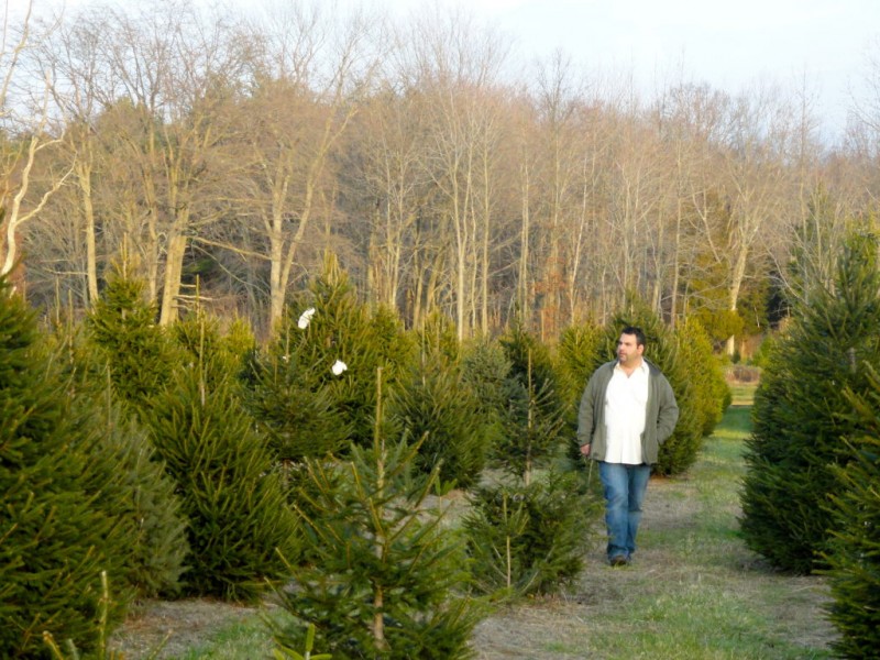 photos chopping down christmas trees in monmouth county photos chopping down christmas trees in monmouth county