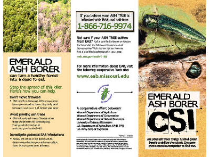 emerald ash borer research paper The emerald ash borer (eab) the insecticides available for treating eab have been shown to be effective in protecting ash in university research trials. emerald ash borer research paper The emerald ash borer (eab) the insecticides available for treating eab have been shown to be effective in protecting ash in university research trials.