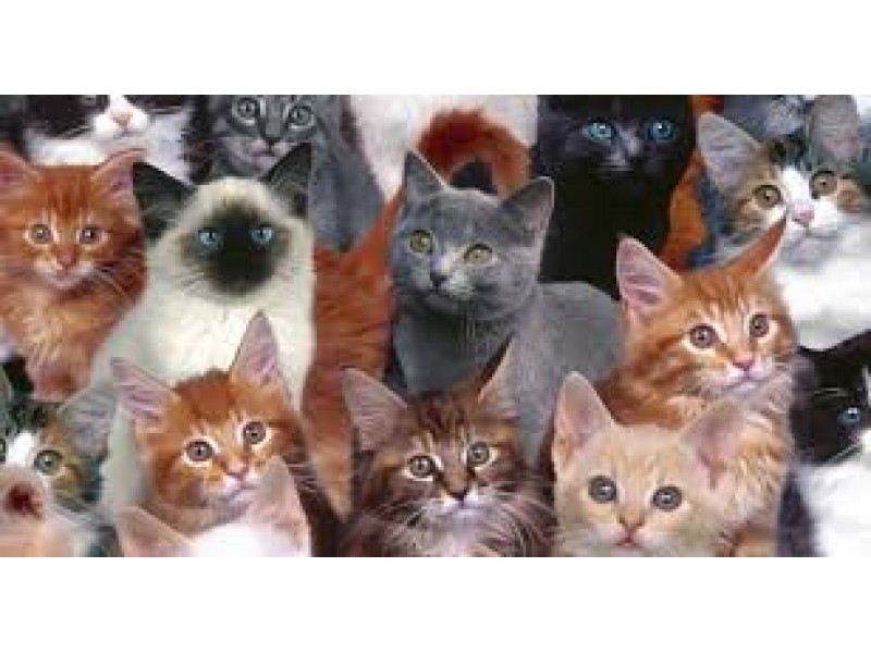 FREE Spay & Neutering for Cats Living in 95076 Area Watsonville, CA Patch