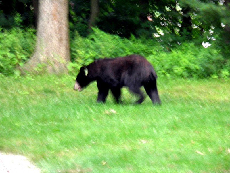 Black Bear Sightings in Carroll, But Hunters Must Head West