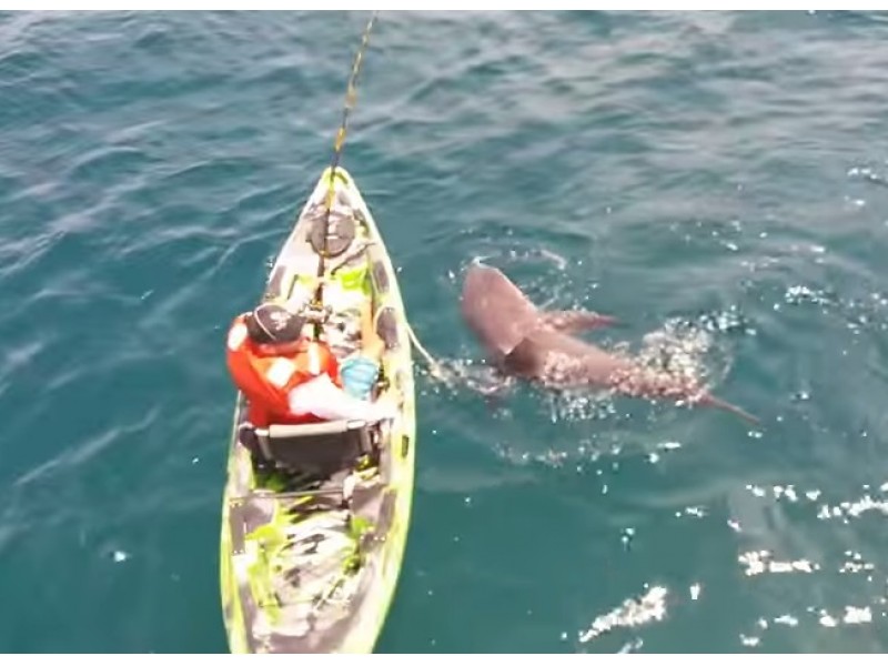 Watch: Bull Shark Flips Angler's Kayak - Bradenton, FL Patch