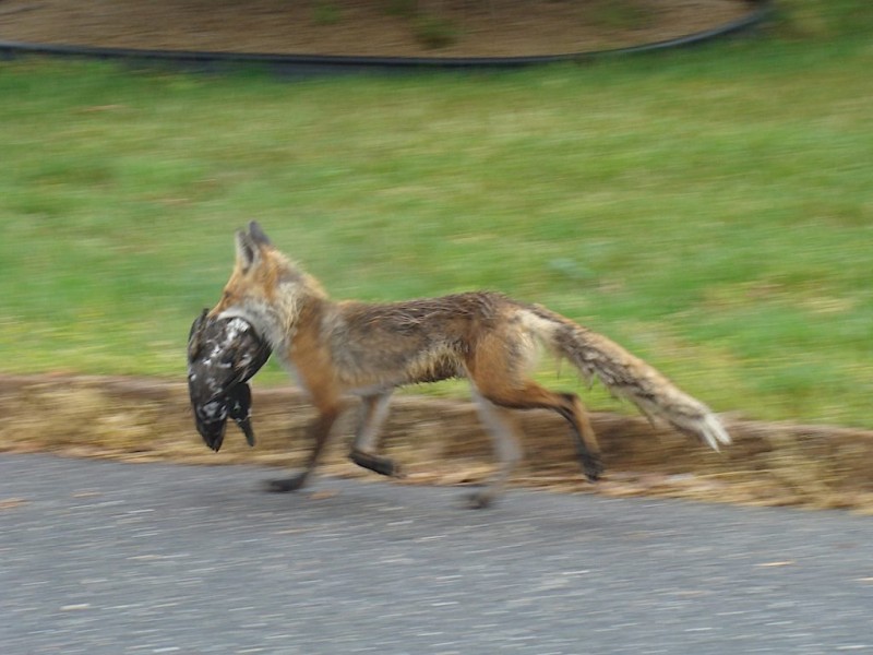 Red Fox Spotted Near Shelter Cove Toms River, NJ Patch