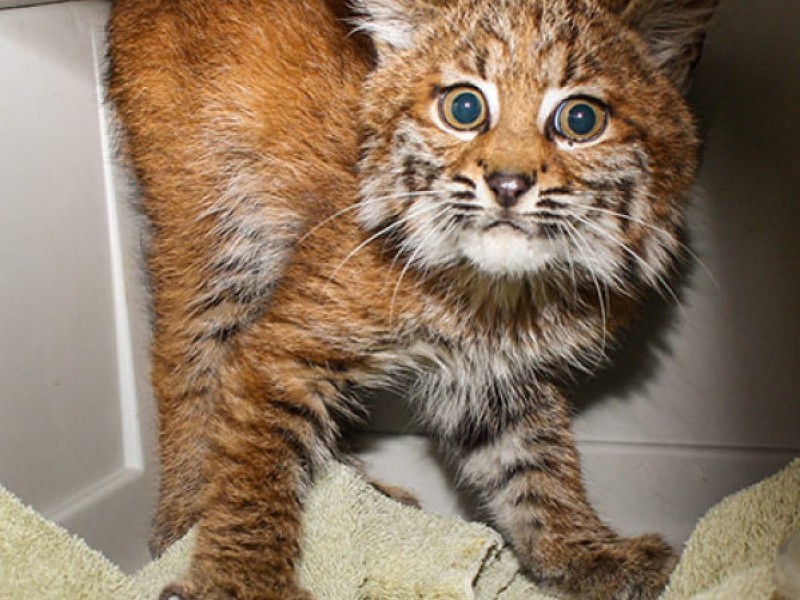 Hello Bob! Bobcats Sighted Twice Recently in Kirkland | Kirkland, WA Patch