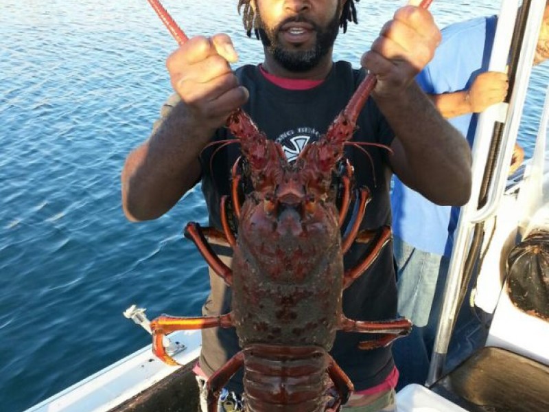 Lobster Season Opens Friday - Newport Beach, CA Patch