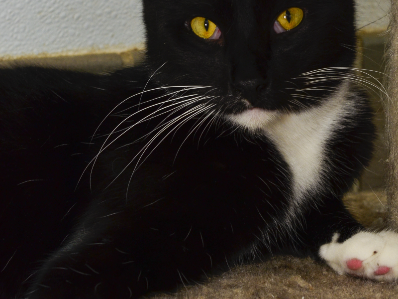 Shelter Pet of the Week Black and White Tuxedo Cat  Needs 