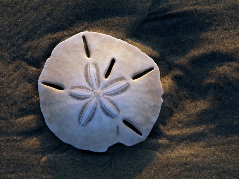 Secrets of the Sand Dollar - Barnegat, NJ Patch