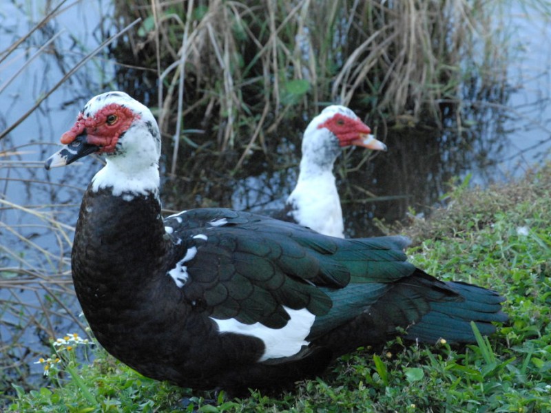 Neighborhood Ducks Attacked with Pellet Gun Dunedin, FL