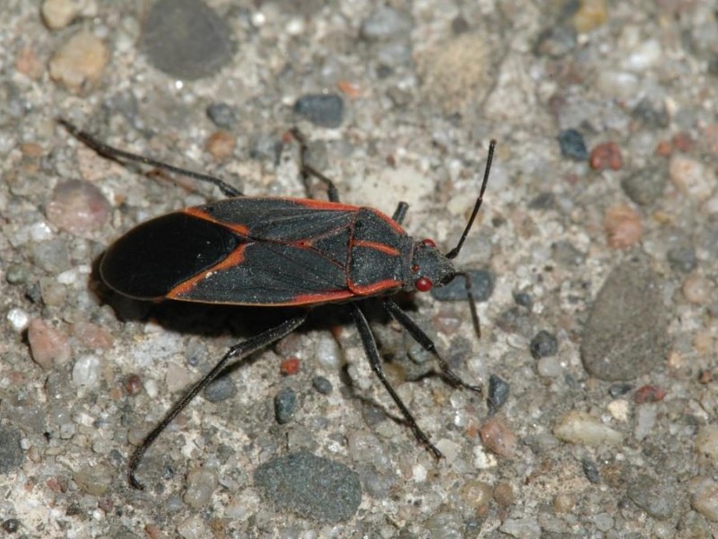 Wil-Kil Pest Control’s Pest of the Month: Box Elder Bugs - Menomonee ...