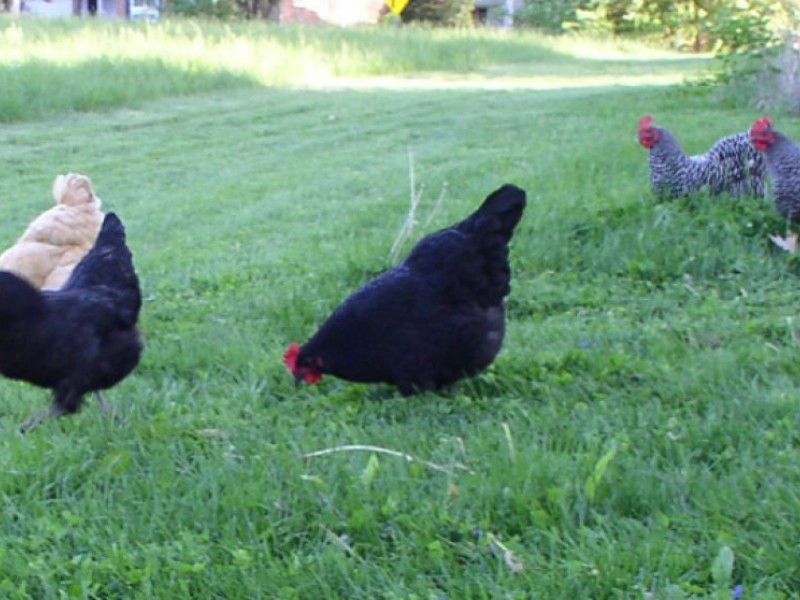 Man Killed at Pilgrim's Pride Chicken Plant Canton, GA Patch