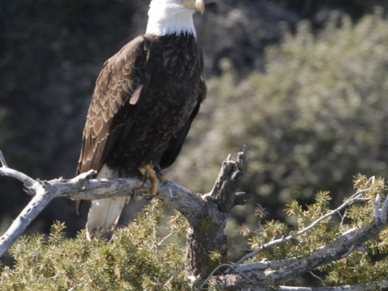 Bald Eagles Nesting in Grasslands; First Time in Ramona's Recorded