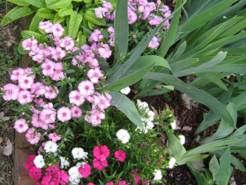 My "Top 10" Perennials for the Shade Garden Town And Country, MO Patch