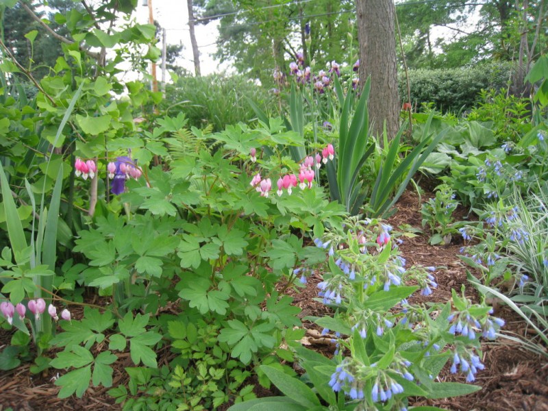 My "Top 10" Perennials for the Shade Garden Town And Country, MO Patch