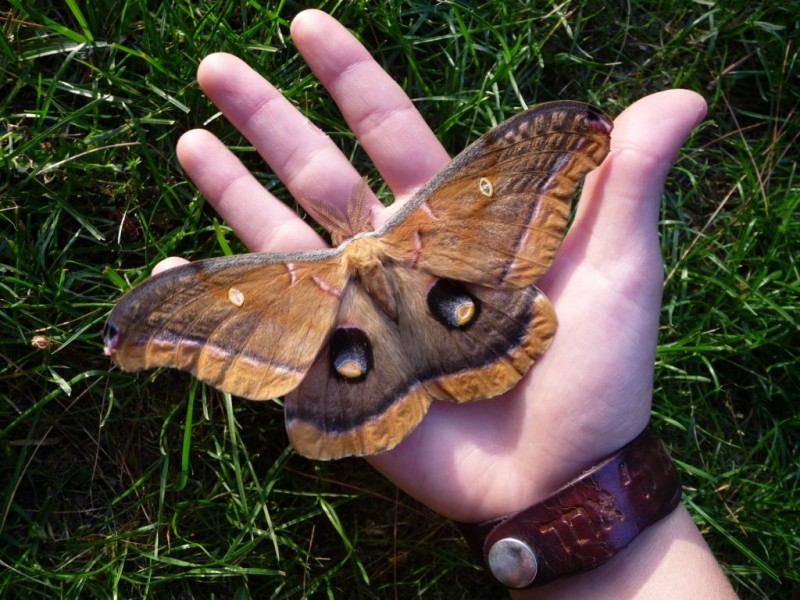 Our Giant Silk Moths and Ancient Mythology - East Brunswick, NJ Patch