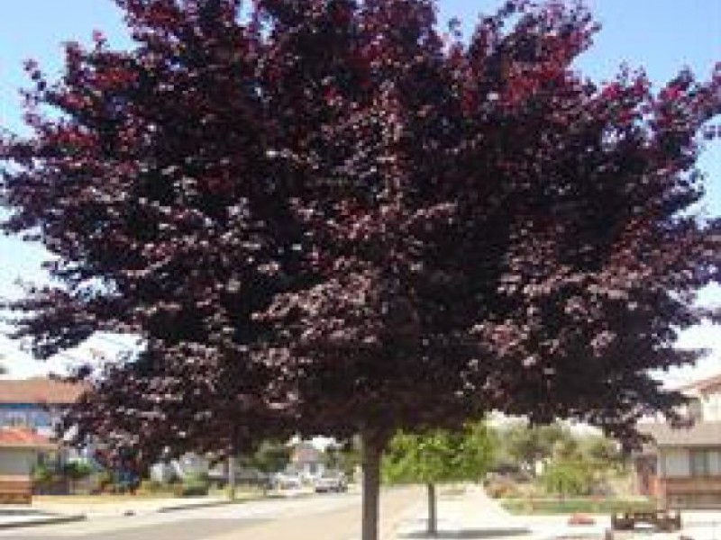 purple tree california