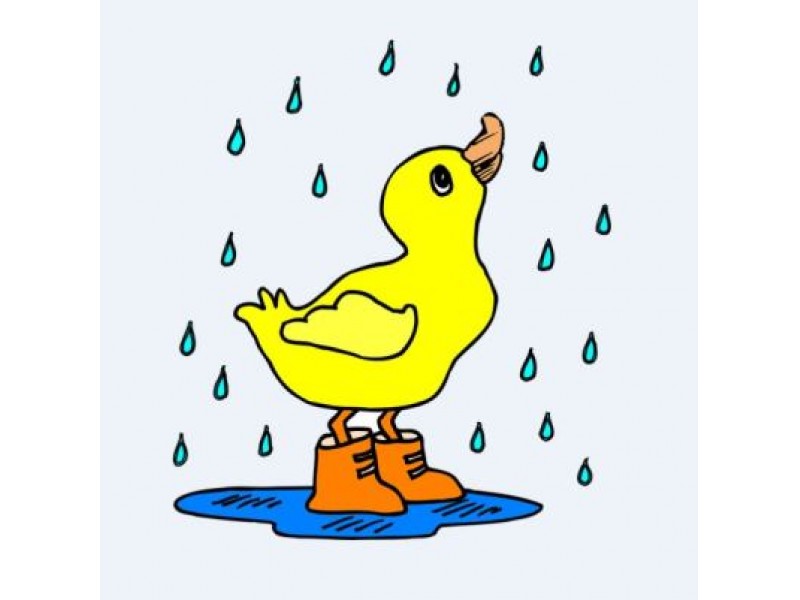 its weather ducks 0