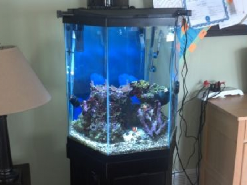 35 Gallon Fish Tank combo *mint condition* - East Windsor, NJ Patch