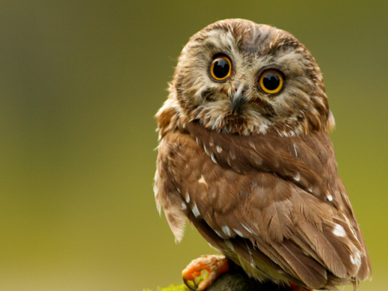 Learn all about Birds of Long Island at Sands Point Preserve