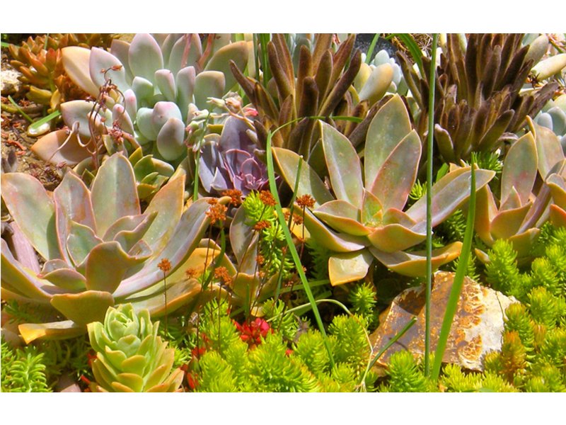SAN DIEGO PLANTING GUIDE La Jolla, CA Patch