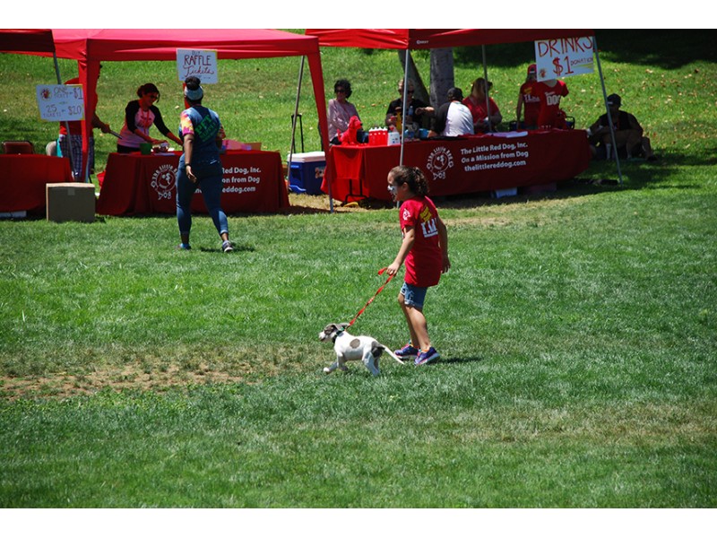 The Little Red Dog Raises $3,000 For Rescue Efforts At "Pups At ... The Little Red Dog Raises $3,000 For Rescue Efforts At "Pups At ...