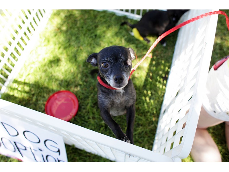 The Little Red Dog Raises $3,000 For Rescue Efforts At "Pups At ... The Little Red Dog Raises $3,000 For Rescue Efforts At "Pups At ...