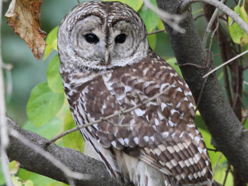 Owls in the Valley - Canton, CT Patch