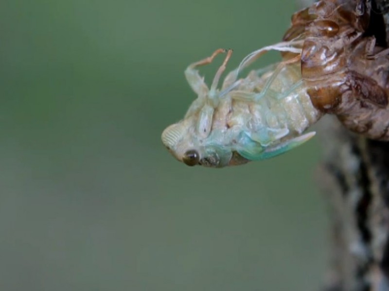 cicada season cicada season