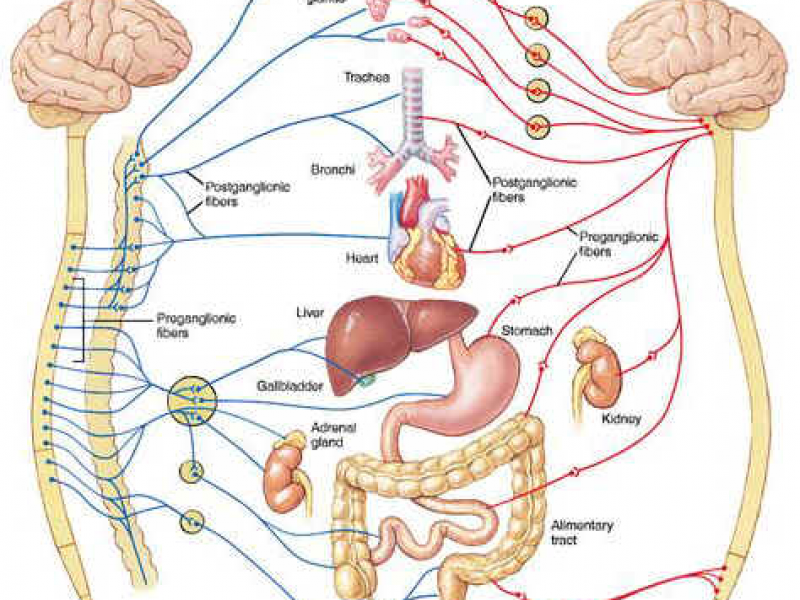 difference-between-sympathetic-and-parasympathetic-nervous-system-youtube