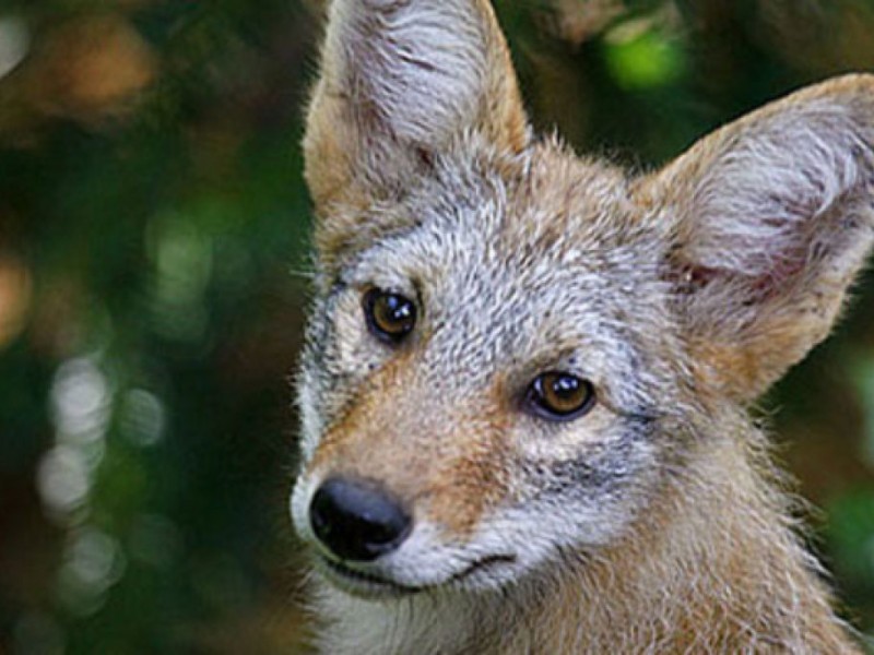 Large Coyote Seen in Grayson - Loganville, GA Patch