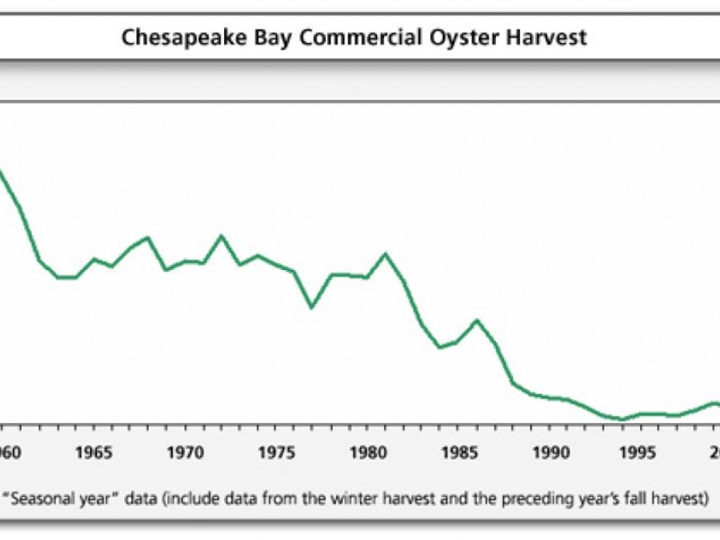 Oysters Are Important for a Healthy Chesapeake Bay Severna Park, MD Patch
