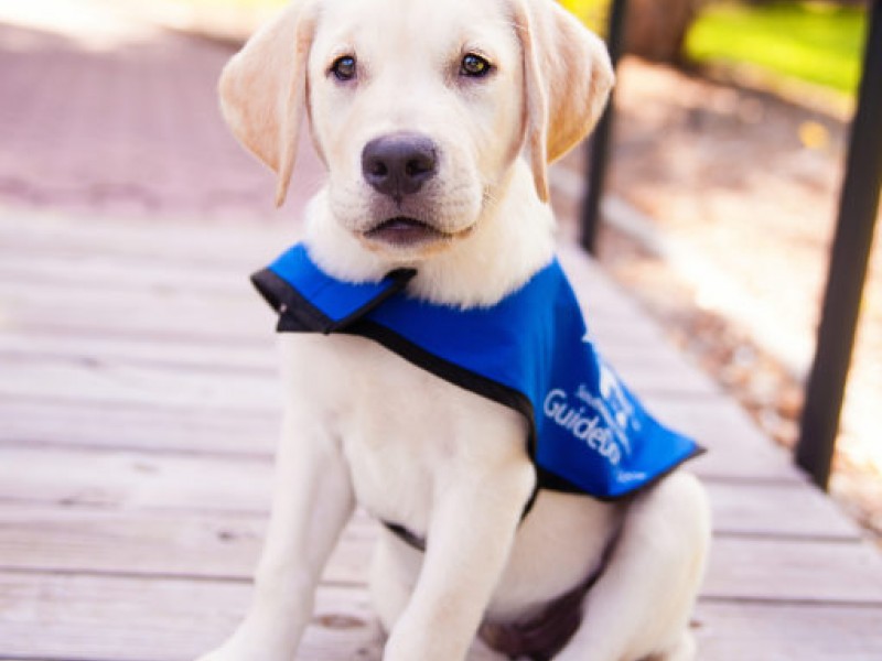 Mind Your Manners: Guide Dog Etiquette | Bradenton, FL Patch