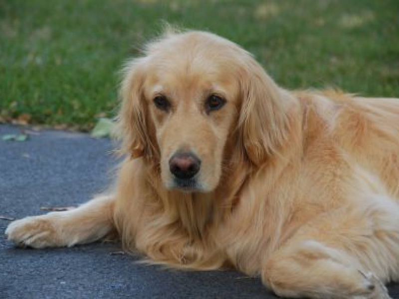 Police Searching For Golden Retriever Who Mauled Smaller Dog | Evanston ...