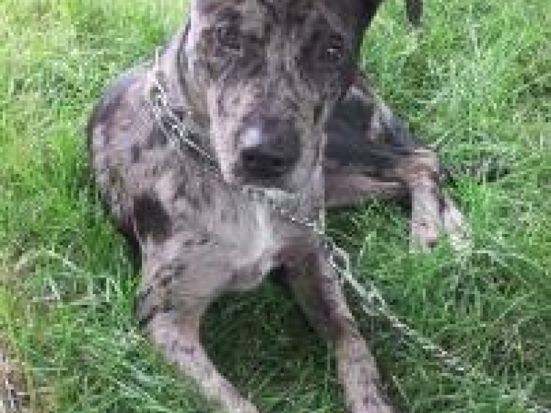Catahoula Leopard Dog Available for Adoption at West Suburban Humane