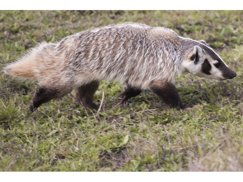 The True Nature of American Badger Presentation with Susan Kirks