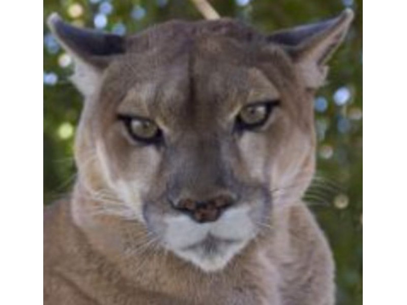 harrison valley cougar women Welcome to the official youtube channel of the washington state cougars go cougs. harrison valley cougar women Welcome to the official youtube channel of the washington state cougars go cougs.