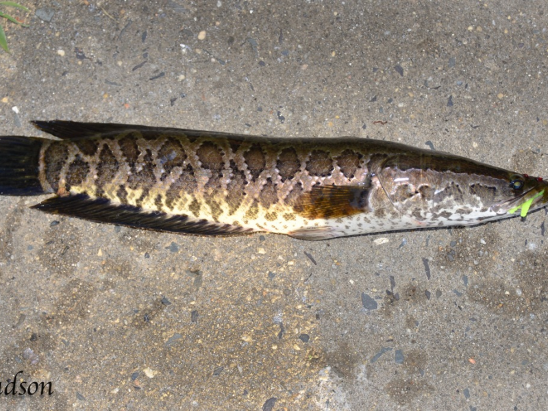 Snakehead Fish Invade Newton Lake | Collingswood, NJ Patch