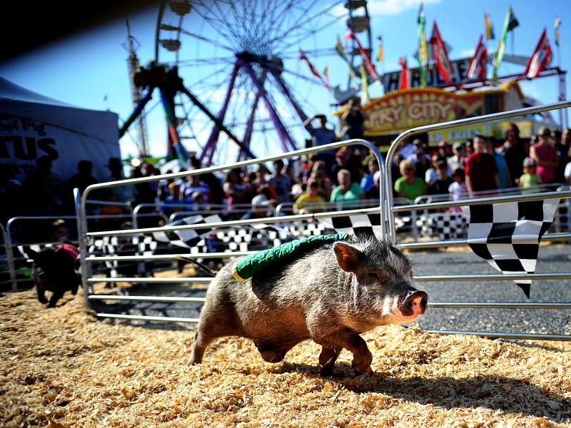 Everything You Need To Know About The Maryland State Fair Lutherville