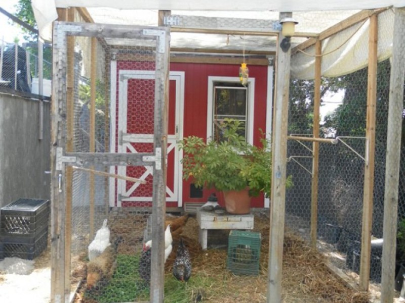 City Council Approves 'A Great Chicken Ordinance' Santee, CA Patch