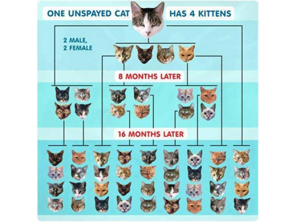 How Fast do Cats Reproduce, Look at this chart. - New Port Richey, FL Patch