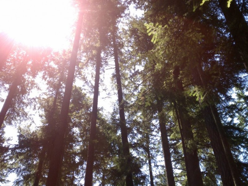 Wilderness Hiking in Gig Harbor Gig Harbor, WA Patch