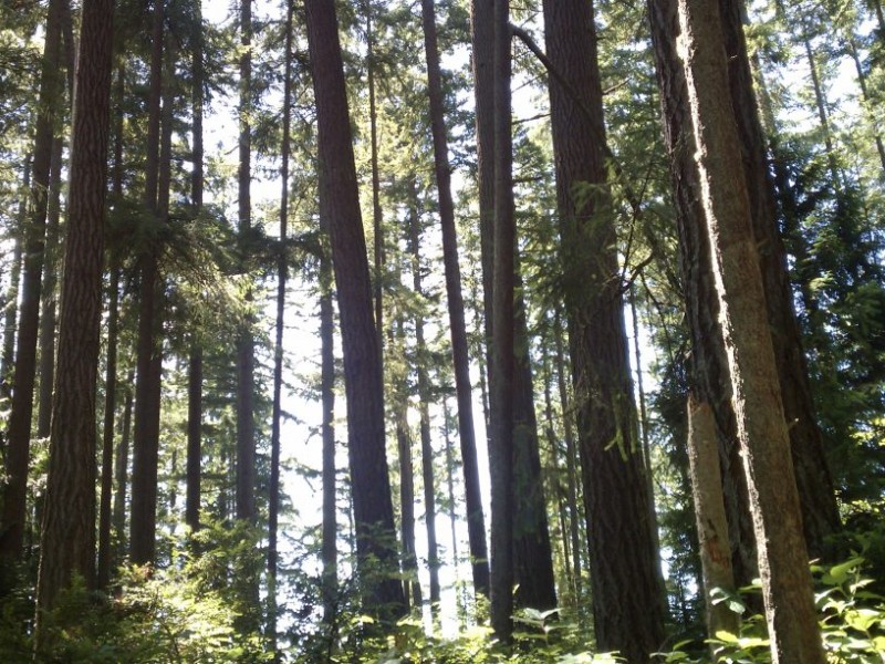 Wilderness Hiking in Gig Harbor Gig Harbor, WA Patch