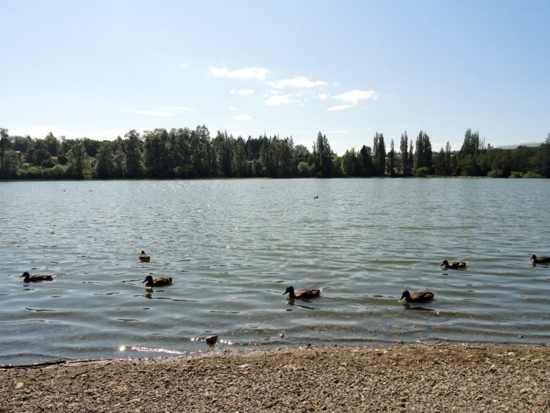 Waughop Lake Closed Because Of Toxic Algae Lakewood WA Patch