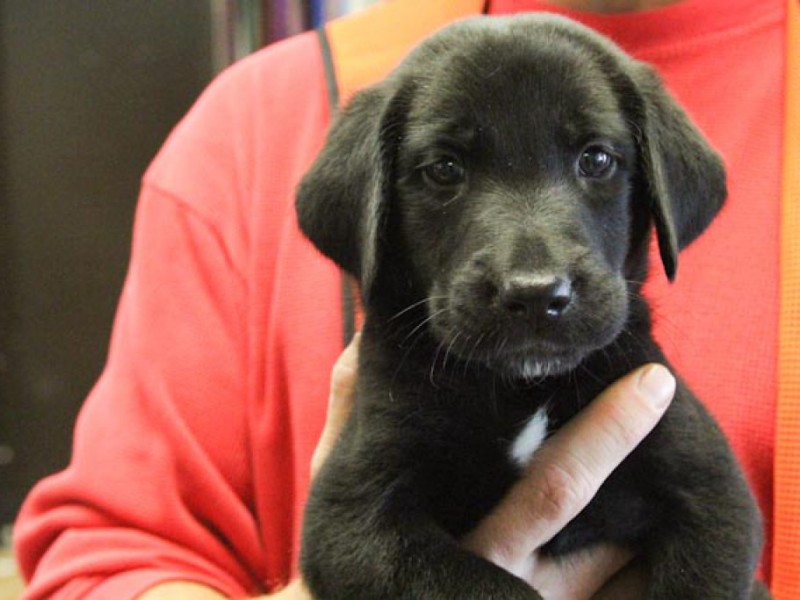 Pet of the Week: Litter of Black Lab Puppies - Caldwells, NJ Patch