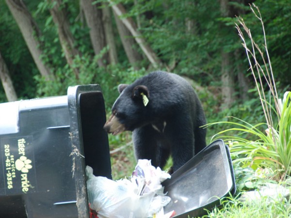 Black Bear Raiding Garbage Cans On Walnut Hill Road Thursday Afternoon ...