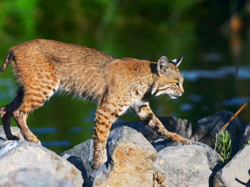 More Mountain Lion Sightings Reported - Monroe, CT Patch