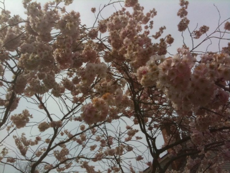 Cherry Blossoms: Beyond the Tidal Basin - Lorton, VA Patch