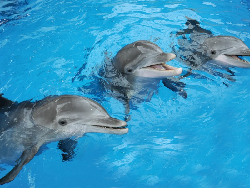 Baby, Baby, Baby: Three Dolphins Pregnant at Brookfield Zoo (PHOTOS ...