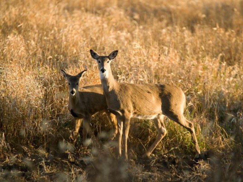 Blue Tongue Diseased Deer Found Near Eureka, Wildwood | Patch