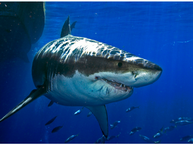 Great White Shark Back In New Jersey Coastal Waters Barnegat, NJ Patch