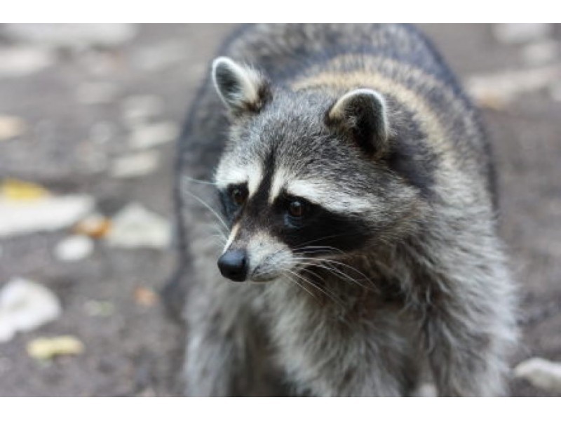 Rabid Raccoon Bit Person in New City - Nanuet, NY Patch